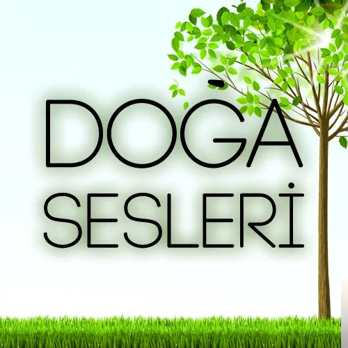 Karışık Sesler - Doğal Kuş Sesi